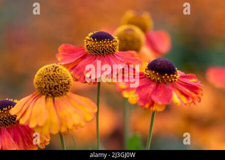 Helenium Sahins frühen Blumen Stockfoto