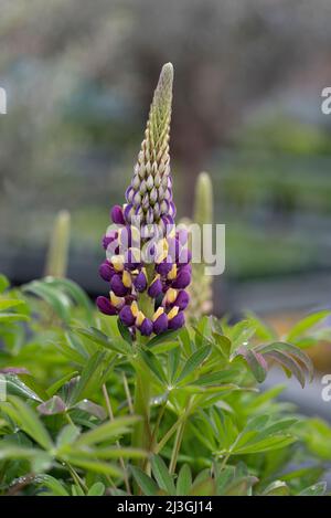 Lupinus West Country Manhattan Lichter Stockfoto