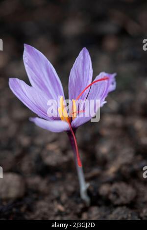 Crocus sativus Stockfoto