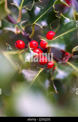 Ilex Aquifolium gemeinsame Holly Stockfoto