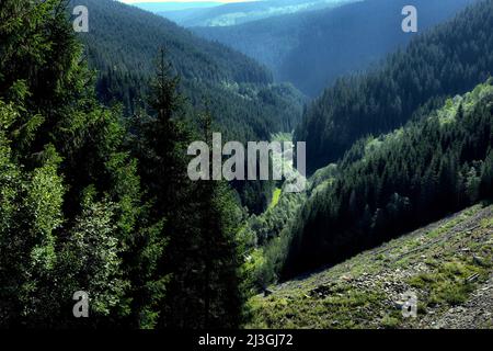 Transalpina Road, alpine Schlucht Blick von oben, Fichten bedecken den steilen Hang, Rumänien Stockfoto