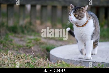 Eine Katze läuft im Hof. Stockfoto