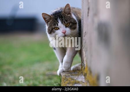 Eine Katze läuft im Hof. Stockfoto