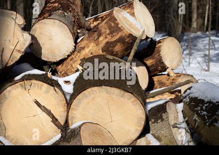 Oben auf einem Haufen geerntetem Brennholz an einem sonnigen Märztag aus nächster Nähe Stockfoto