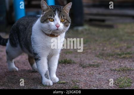 Eine Katze läuft im Hof. Stockfoto