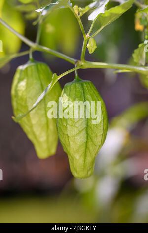 Die Tomatillo (Physalis philadelphica und Physalis ixocarpa), auch als mexikanische Husktomate bekannt, ist eine Pflanze der Nachtschattenfamilie Stockfoto