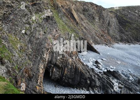 Die Klippen, die die gequälten Schichten am Hartland Quay in Devon zeigen, zeigen eine spektakulär gefaltete Abfolge von abwechselnd grauen Schiefern und Sandsteinen Stockfoto