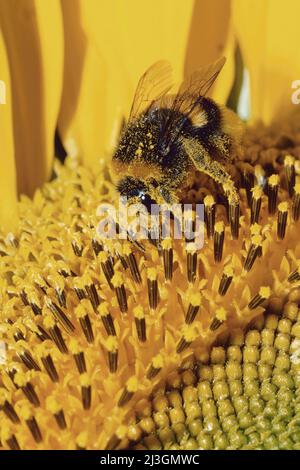 Mit Pollen überzogene Hummel ernährt sich von einer Sonnenblume, Bombus terrestris, Apidae Stockfoto