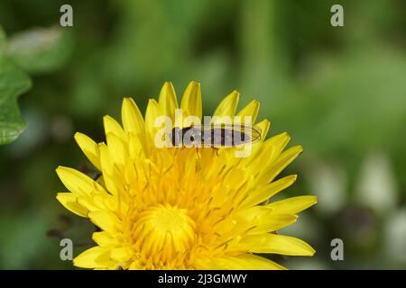 Nahaufnahme der weiblichen Schwebfliege (Melanostoma scalare), Familie Syrphidae auf einer Blüte der gewöhnlichen Löwinengewächse (Taraxacum officinale) der Familie der Asteraceae. Stockfoto