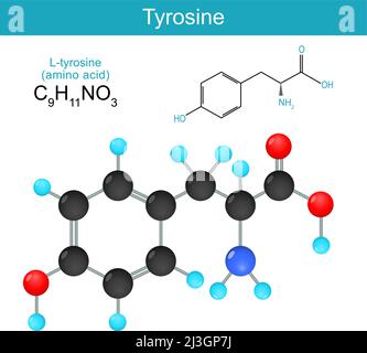 Tyrosin. Strukturelle chemische Formel eines L-Tyrosin. Skelettformel einer Standard-Aminosäure. Alkaptonurie. Vektorgrafik Stock Vektor