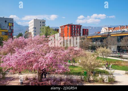 Frankreich, Isere, Grenoble, Vallons Garten (Ecogarten) im Herzen des Ökobezirks Bonne blühen japanische Kirschbäume (Prunus serrulata) Stockfoto