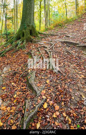 Herbst in den Cotswolds - die flachen Wurzeln einer Buche, die sich über einen Fußweg im Wald in der Nähe von Prinknash Abbey, Gloucestershire, England, erstreckt Stockfoto
