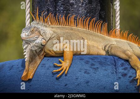 Frankreich, die Kleinen Antillen, die Westindischen Inseln, Saint-Martin, Anse Marcel Marina, Hybrider männlicher grüner Leguan oder gewöhnlicher Leguan (Iguana Leguan), der sich auf einem Leuchtfeuer im Marina-Kanal aufwärmt Stockfoto