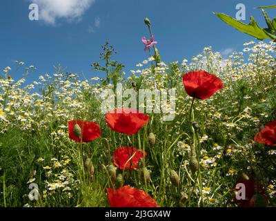 Wildwachsender roter Maismohn und weiße Kamille Stockfoto