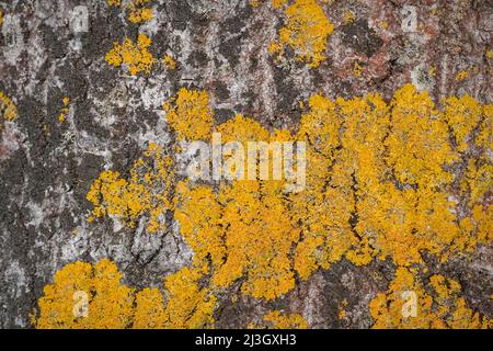 Birkenrinde mit oranger Flechte Nahaufnahme, natürliche Textur Stockfoto