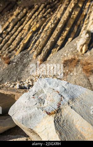 Frankreich, Drome, Baronnies Provençales regionaler Naturpark, La Charce, geologische Stätte von Serre de l'Ane Stockfoto