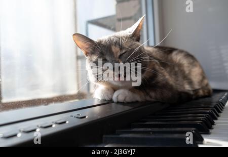 Charmante Katze liegt mit geschlossenen Augen auf dem Klavier und singt in der warmen Sonne. Stockfoto