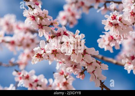 Frankreich, Herault, CastelNaus-de-Guers, blühende Mandelbäume Stockfoto