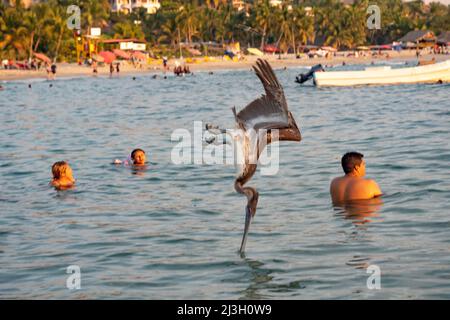 Mexiko, der Bundesstaat Oaxaca, Puerto Escondido, der Strand von Punta Zicatela, braune Pelikane (Pelecanus occidentalis) leben zusammen und fischen manchmal sogar unter Surfern und Schwimmern Stockfoto