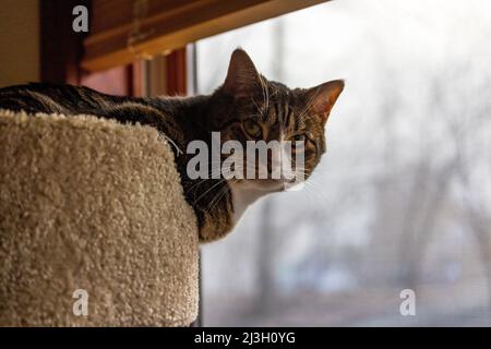 Katze auf erhöhtem Barsch mit Blick aus dem Fenster Stockfoto