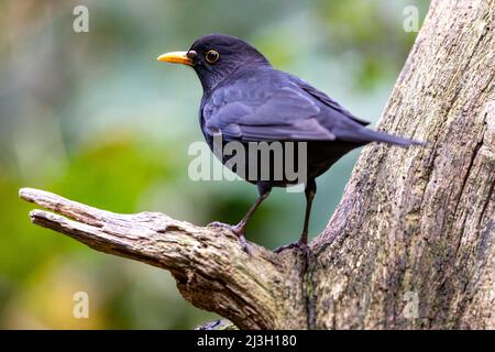 Frankreich, Ille et Vilaine, Blackbird (Turdus merula), Männchen, das auf einem Stumpf in einem Unterholz sitzt, wird von einer Zecke parasitiert Stockfoto