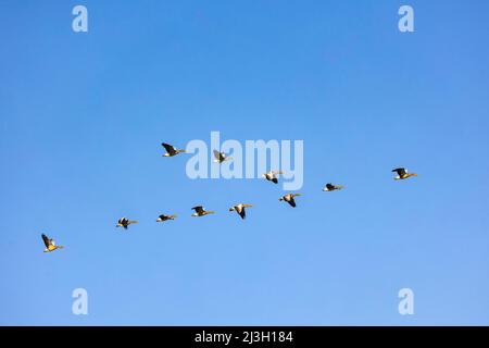 Niederlande, Friesland, Nationalpark Lauversmeer, Graugans oder Graugans (Anser anser), Gruppe im Flug Stockfoto