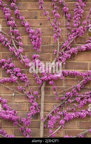 Chinesischer Redbud: Cercis chinensis 'Avondale' Stockfoto