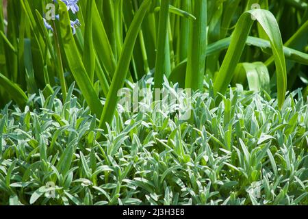 Silbergraues immergrünes Laub von Cerastium tomentosum, auch Schnee im Sommer genannt, Teppich bildender Bodenbedeckung für Steingärten, Kopierraum, ausgewählt fo Stockfoto