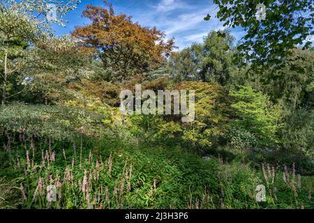 Frankreich, seine-Maritime, Sainte Marguerite sur Mer, Vasterival-Garten Stockfoto