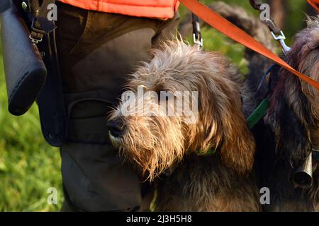 Frankreich, Doubs, Brognard, Jagd, Wildschwein geschlagen, Hund, Gänsegeier Stockfoto