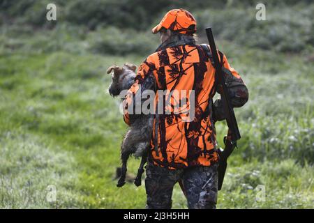 Frankreich, Doubs, Brognard, Jagd, geschlagen mit Wildschweinen, Jäger, der einen von einem Wildschwein verletzten Hund zurückbringt Stockfoto