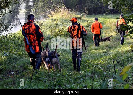 Frankreich, Doubs, Brognard, Jagd, geschlagen mit Wildschweinen Stockfoto