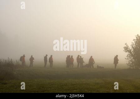 Frankreich, Doubs, Brognard, Jagd, mit Wildschweinen geschlagen, Nebel, Gruppe von Jägern Stockfoto