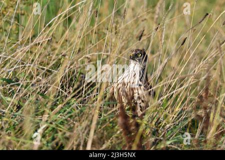 Frankreich, Doubs (25), Rapace, Autour des palombes (Accipiter gentilis), unreif Stockfoto