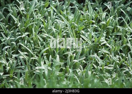 Silbergraues immergrünes Laub von Cerastium tomentosum, auch Schnee im Sommer genannt, Teppich bildender Bodenbedeckung für Steingärten, Kopierraum, ausgewählt fo Stockfoto