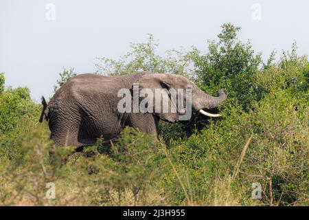 Uganda, Rubirizi District, Katunguru, Queen Elizabeth National Park, Savanne Elephant Stockfoto