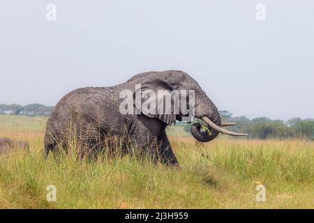 Uganda, Rubirizi District, Katunguru, Queen Elizabeth National Park, Savanne Elephant Stockfoto