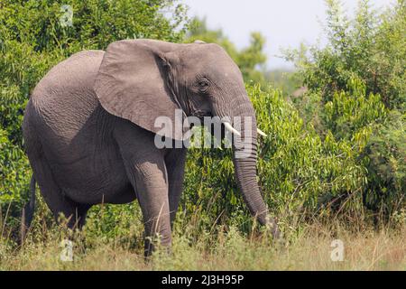 Uganda, Rubirizi District, Katunguru, Queen Elizabeth National Park, Savanne Elephant Stockfoto