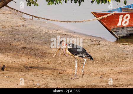 Uganda, Rubirizi District, Katunguru, Queen Elizabeth National Park, Marabou Stork Stockfoto