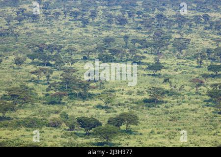 Uganda, Rubirizi District, Katunguru, Queen Elizabeth National Park, Savanne Stockfoto