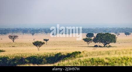 Uganda, Rubirizi District, Katunguru, Queen Elizabeth National Park, Savanne Stockfoto