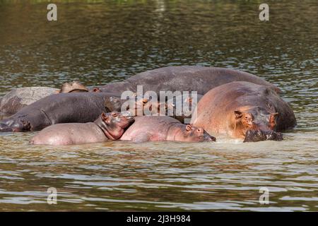 Uganda, Nwoya District, Pakwach, Murchison Falls National Park, Hippopotamus auf dem Victoria Nil Stockfoto