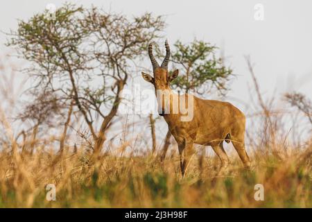 Uganda, Nwoya District, Pakwach, Murchison Falls National Park, Jacksons Hartebeest Stockfoto