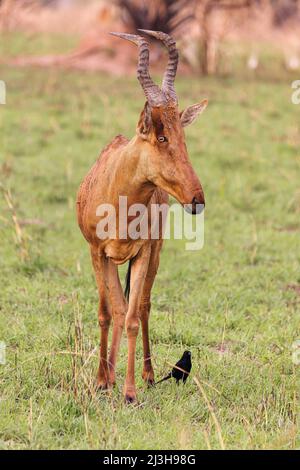 Uganda, Nwoya District, Pakwach, Murchison Falls National Park, Jacksons Hartebeest Stockfoto