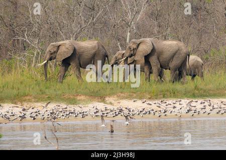 Uganda, Nwoya District, Pakwach, Murchison Falls National Park, Savannenelefant in der Nähe des Victoria Nils Stockfoto