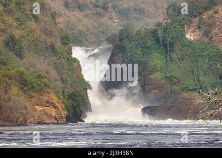 Uganda, Nwoya District, Pakwach, Murchison Falls National Park, die Murchison fällt auf dem Victoria Nil Stockfoto