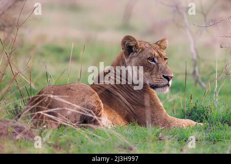 Uganda, Nwoya District, Pakwach, Murchison Falls National Park, Afrikanische Löwin Stockfoto