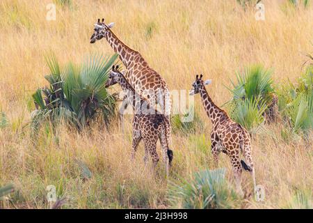 Uganda, Nwoya District, Pakwach, Murchison Falls National Park, Rothschilds Giraffe Stockfoto