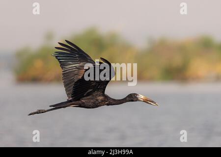 Uganda, Nwoya District, Pakwach, Murchison Falls National Park, African Openbill Stockfoto