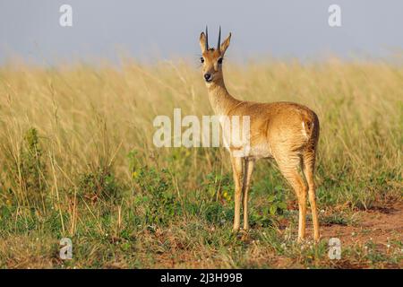 Uganda, Nwoya District, Pakwach, Murchison Falls National Park, Oribi Stockfoto